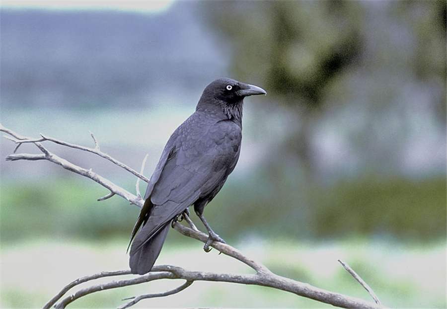 Australian raven - Wikipedia