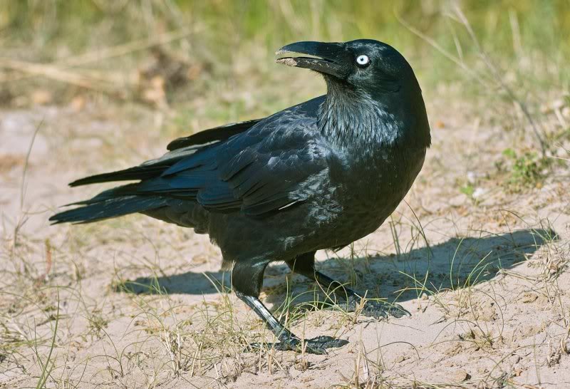 Forvent det Specificitet Lam Laughing Kookaburra v Australian (Torresian) Crow - Carnivora